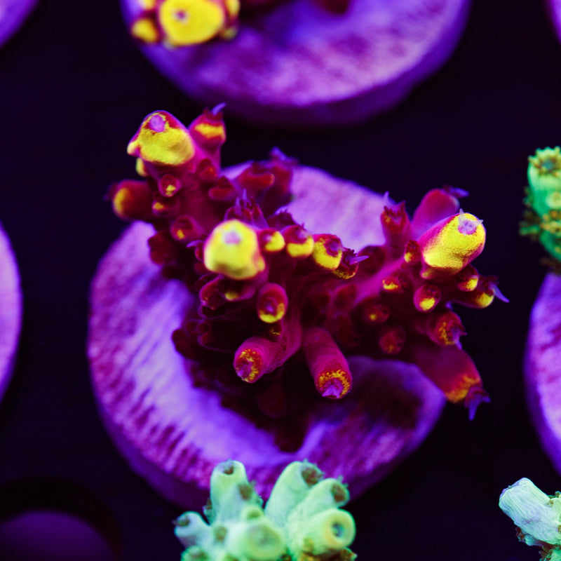 Auction Fox Flame #2