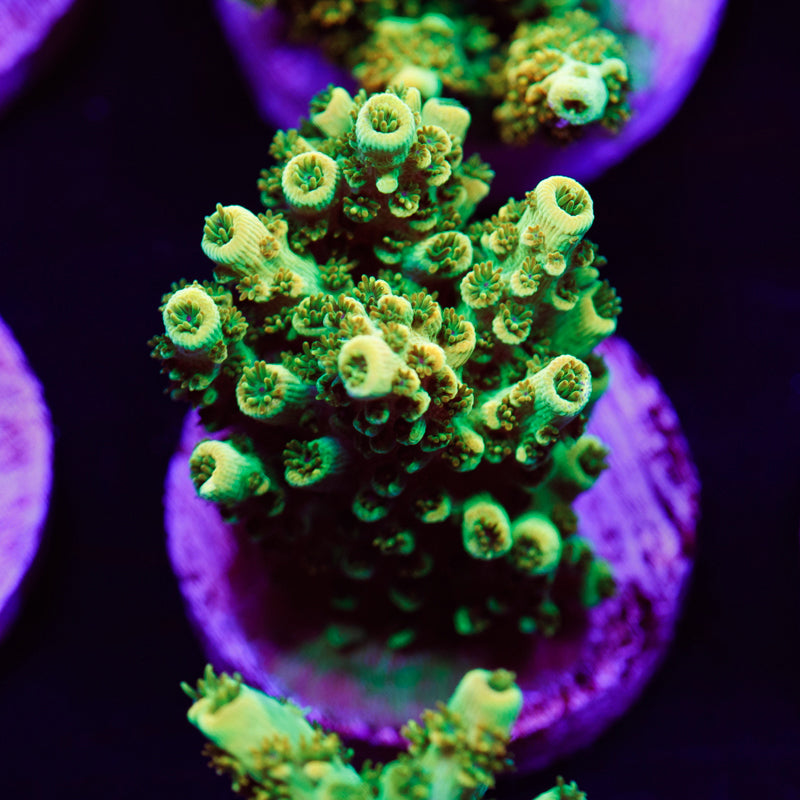 Auction TSA Bill Murray