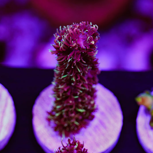 Auction CC Heaven and Hell Milli