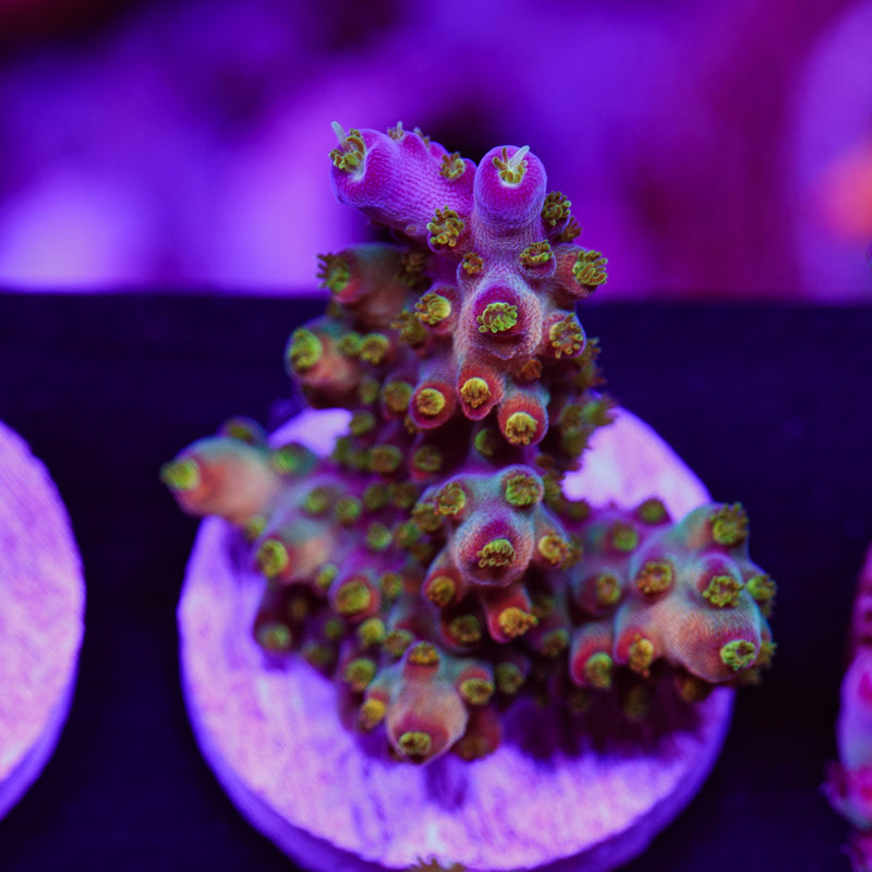 Auction RRC Northern Crush