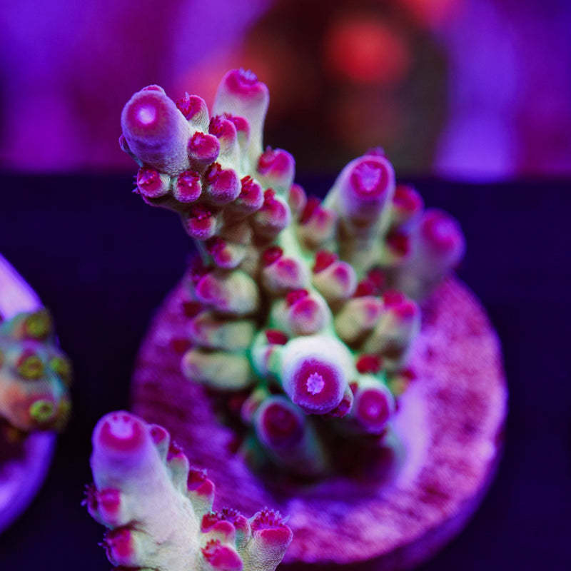 Auction RMF Red Gecko