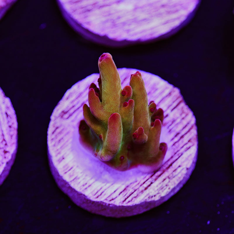 Auction RRC Rainbow Twizzler