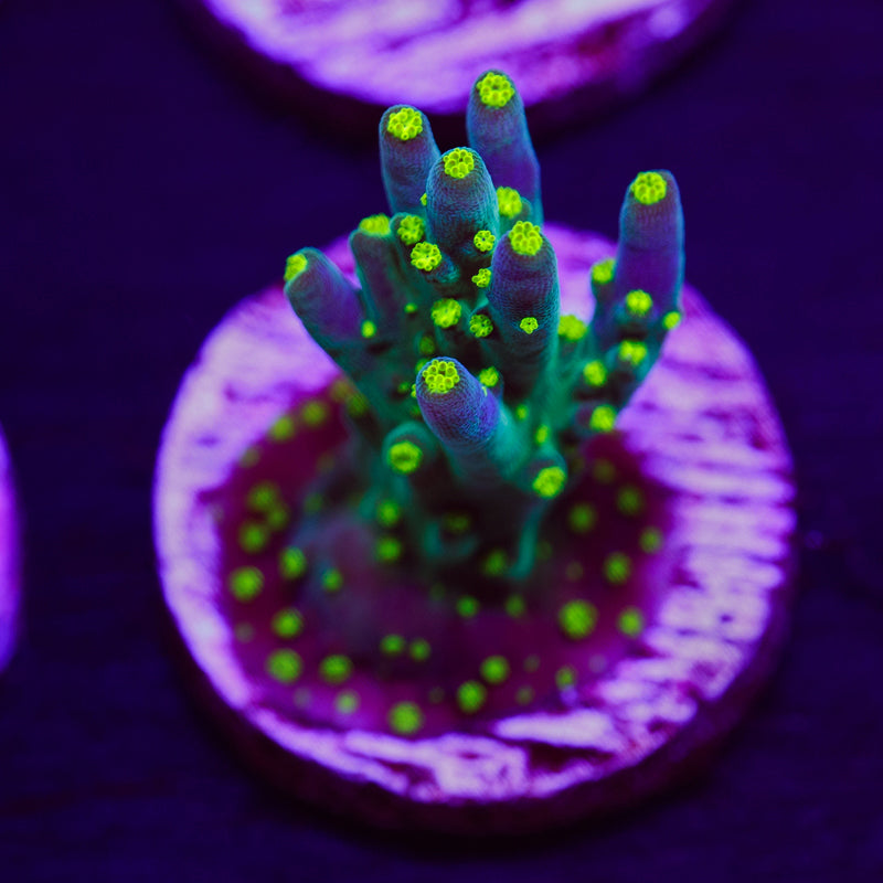 Auction CC Ultimate Bonsai