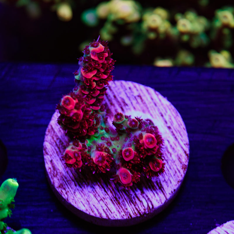 Auction Tierra Del Fuego