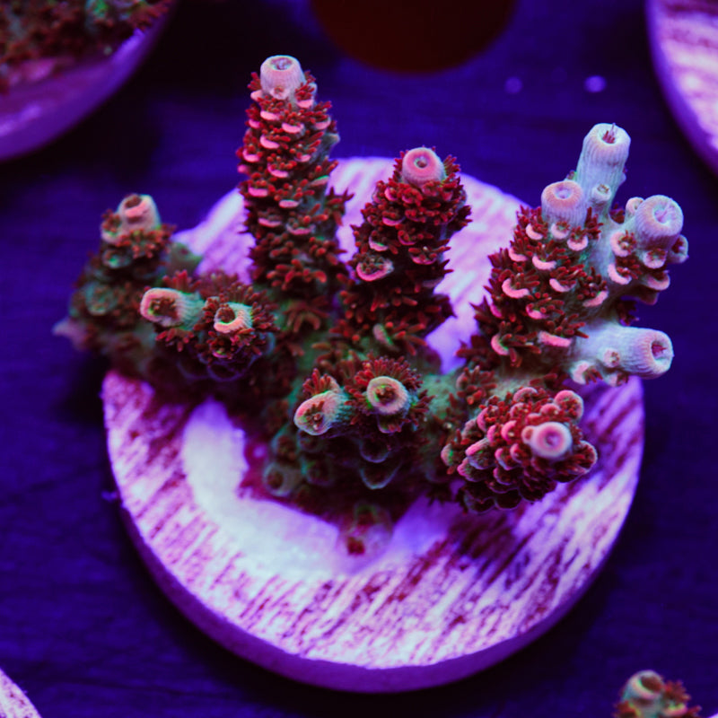 Auction TSA Carolina Reaper