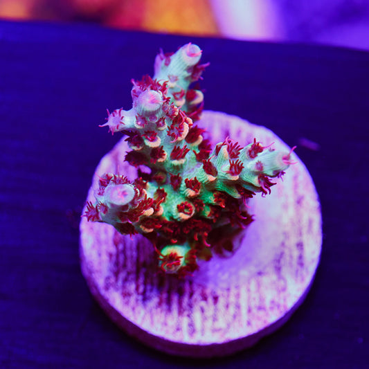 Auction POTO Boomerang #1