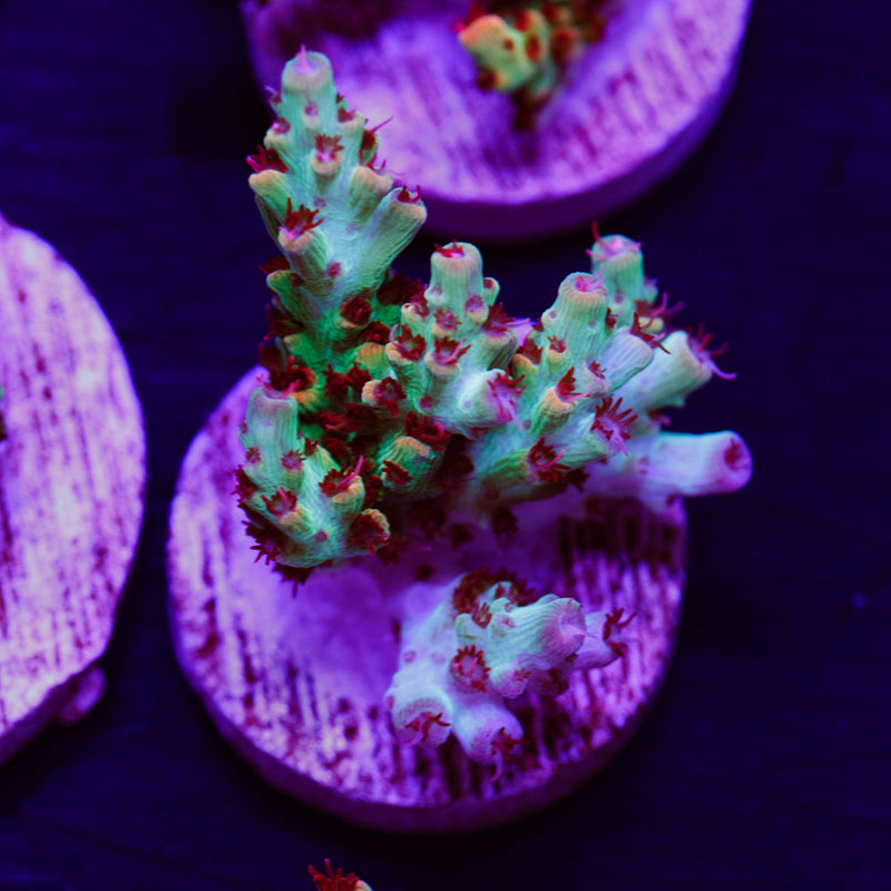 Auction POTO Boomerang #2