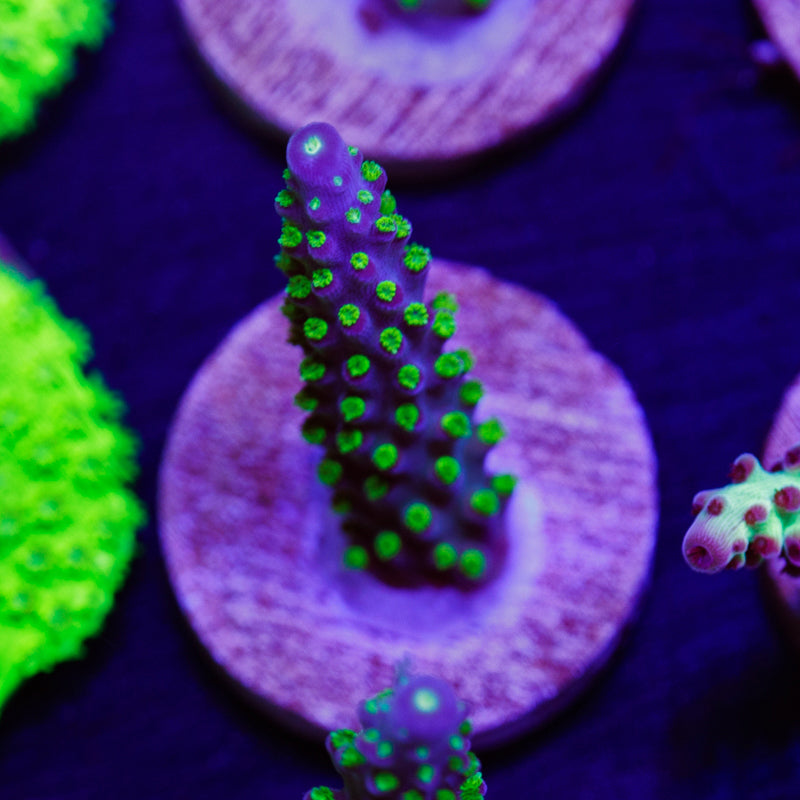 Auction JF Dazzling Montage #1