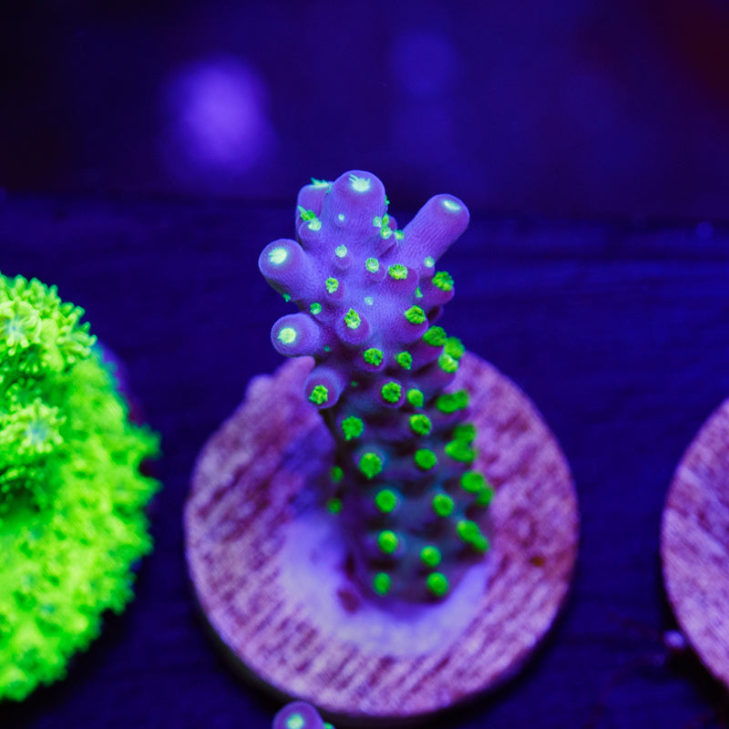 Auction JF Dazzling Montage #2