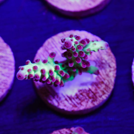 Auction CC Raspberry Shortcake #1