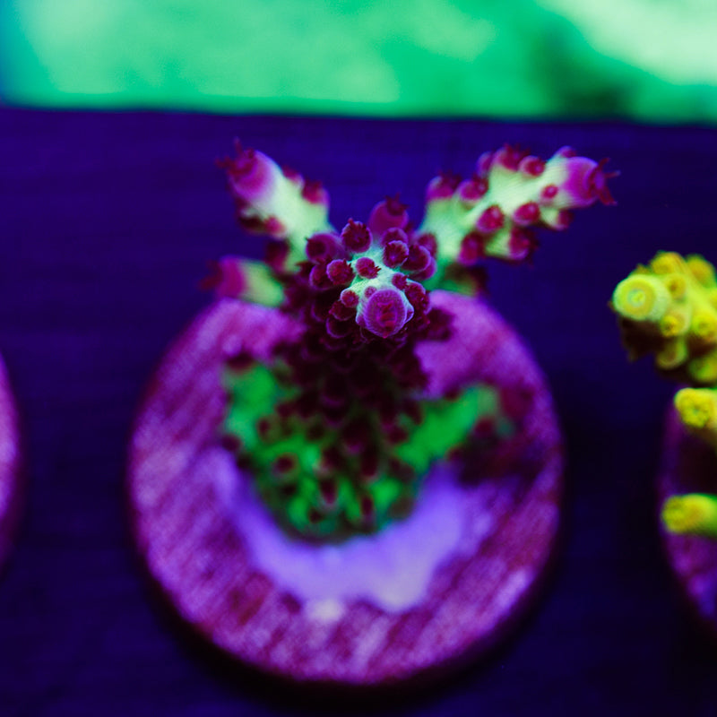 Auction CC Raspberry Shortcake #2