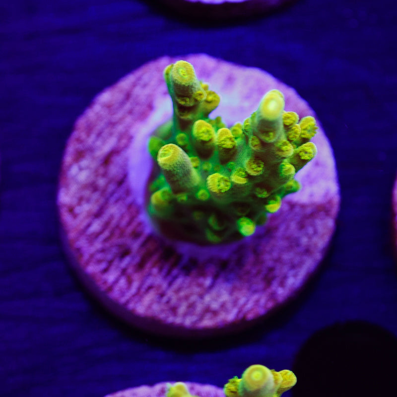 Auction CC Golddigger