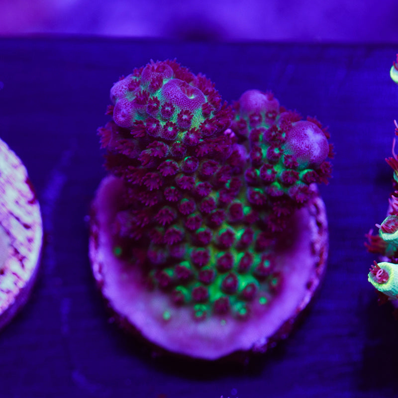 ORA Juicy Grape Humulis