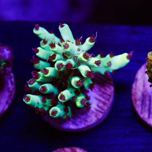 Auction CC Yellowjacket