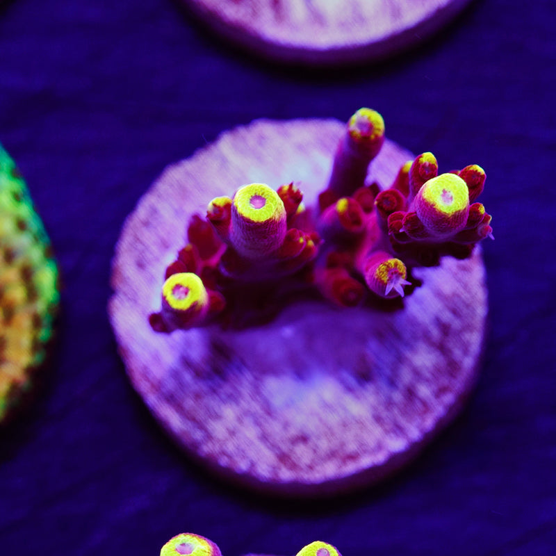 Auction JF Fox Flame #3