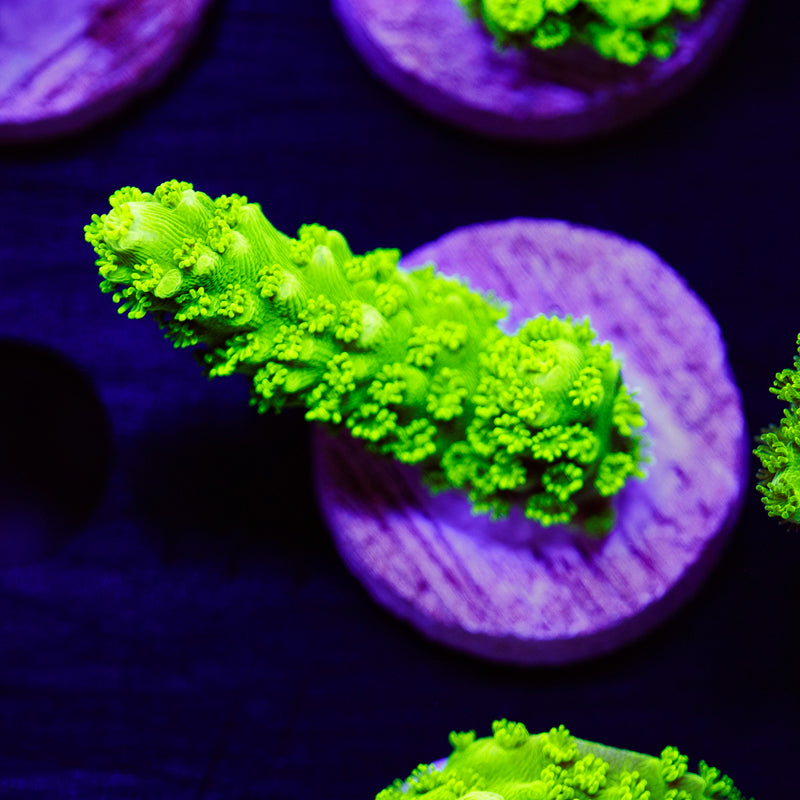 Auction OG Green Bali Slimer