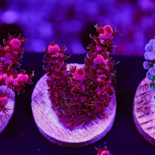 Auction WWC Pink Passion #2