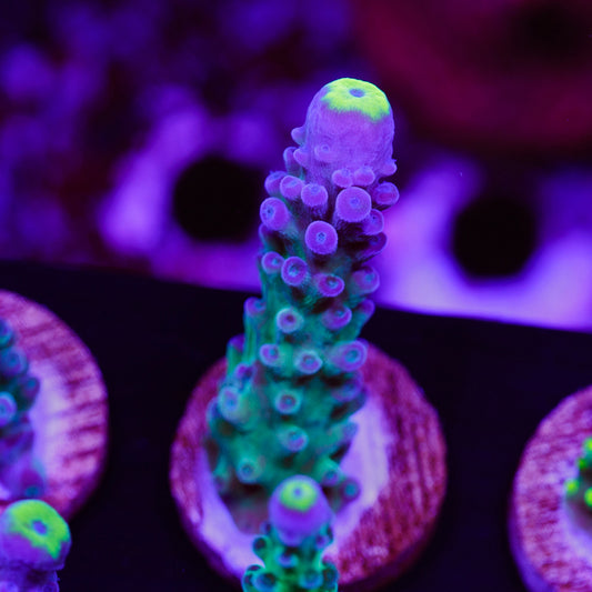 Auction WWC Yellow Tip #1