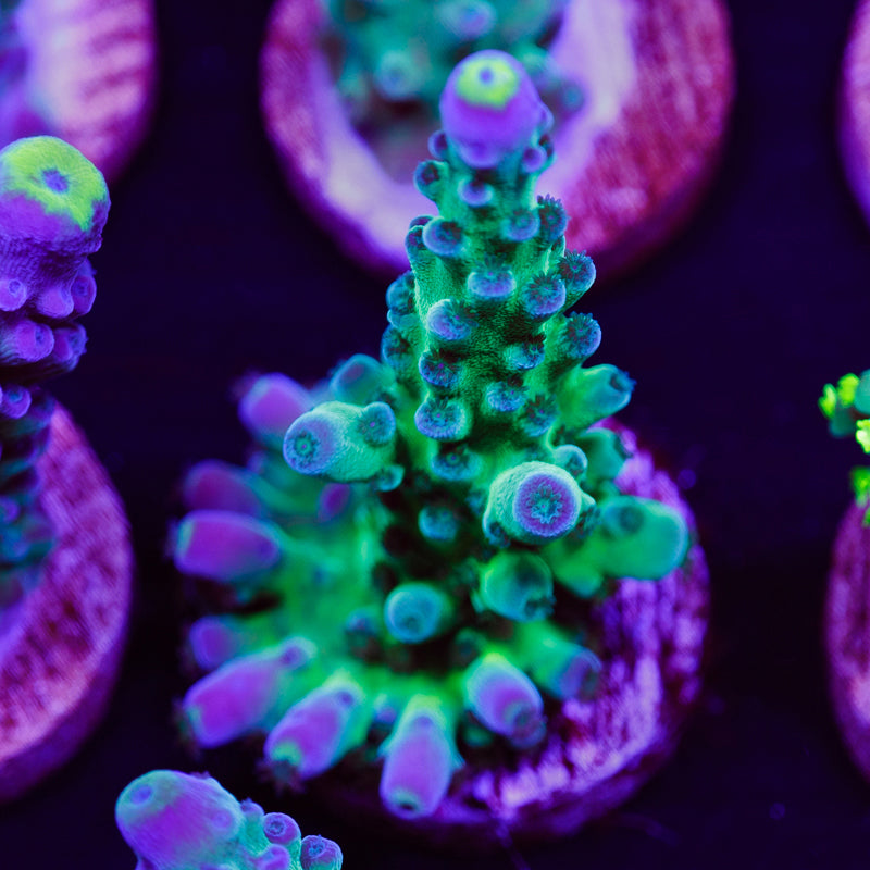 Auction WWC Yellow Tip #2