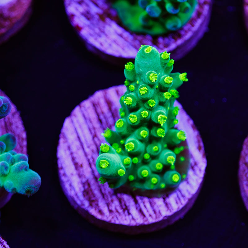 Auction WWC Bikini Navini #1