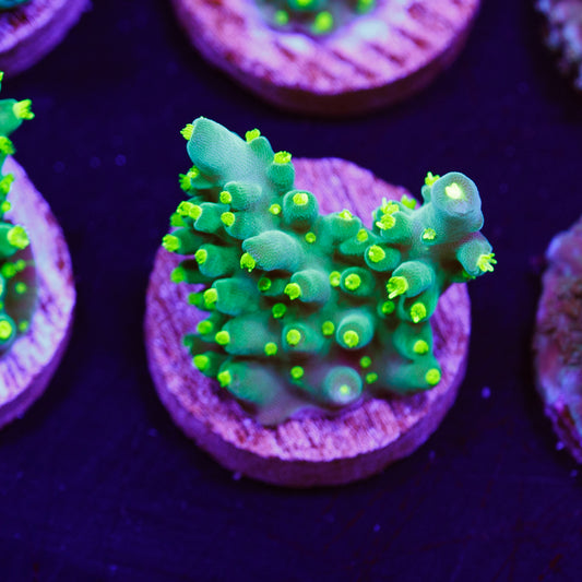 Auction WWC Bikini Navini #2