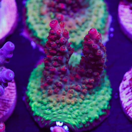 Auction CC Red Oxide