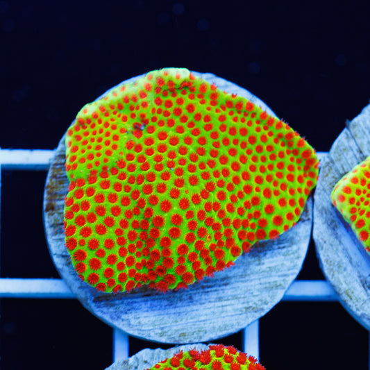 Auction JF Red Eye Porites #1