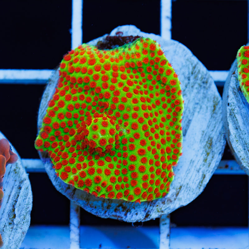 Auction JF Red Eye Porites #2