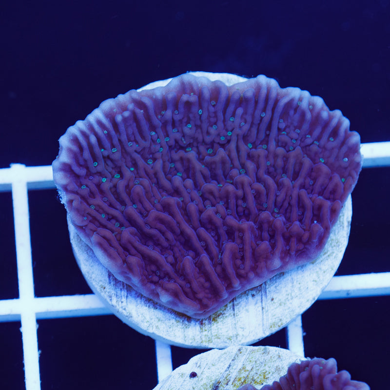 Auction Idaho Grape Monti