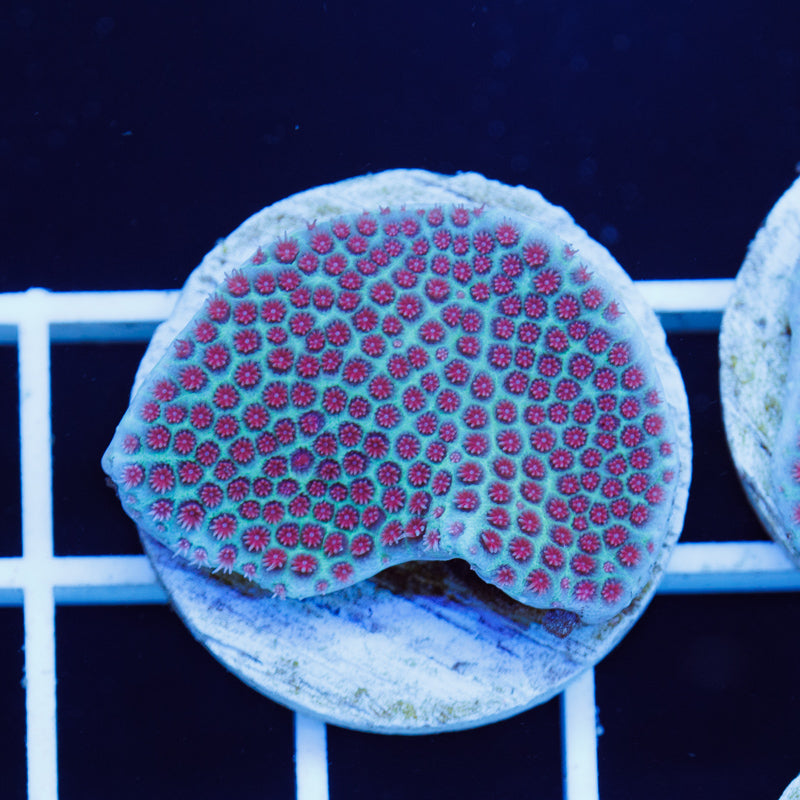 Auction Tyree Sand Dollar Porites