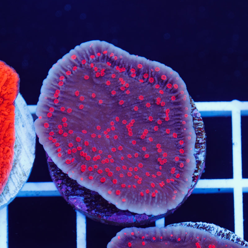 Auction RRC Red Roses Monti Cap