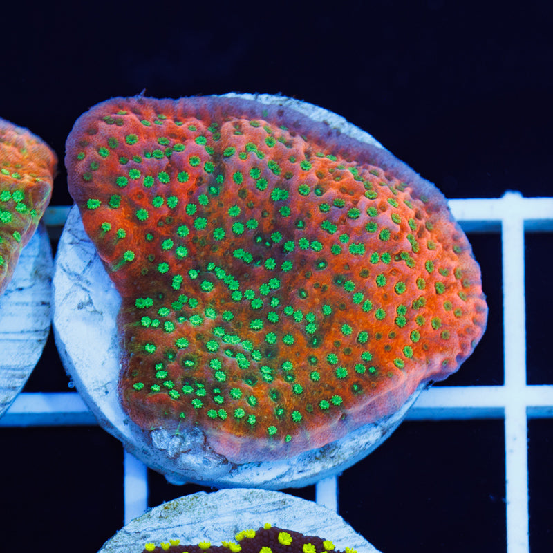 Auction CC Castaway Monti