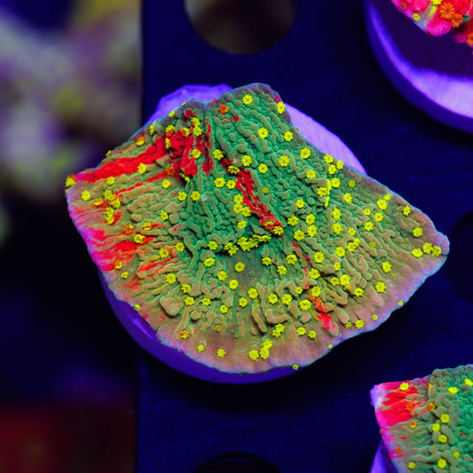 Auction WWC Starfire Monti #1