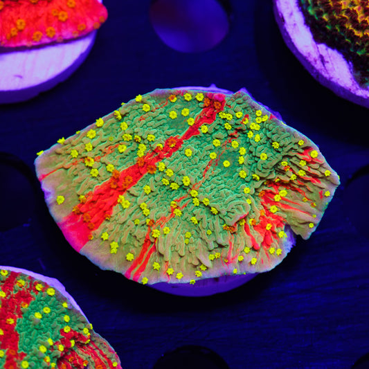 Auction WWC Starfire Monti #3