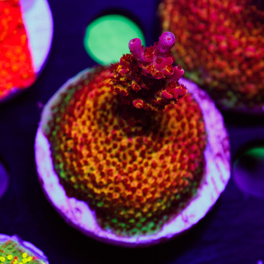 Auction PC Rainbow #1