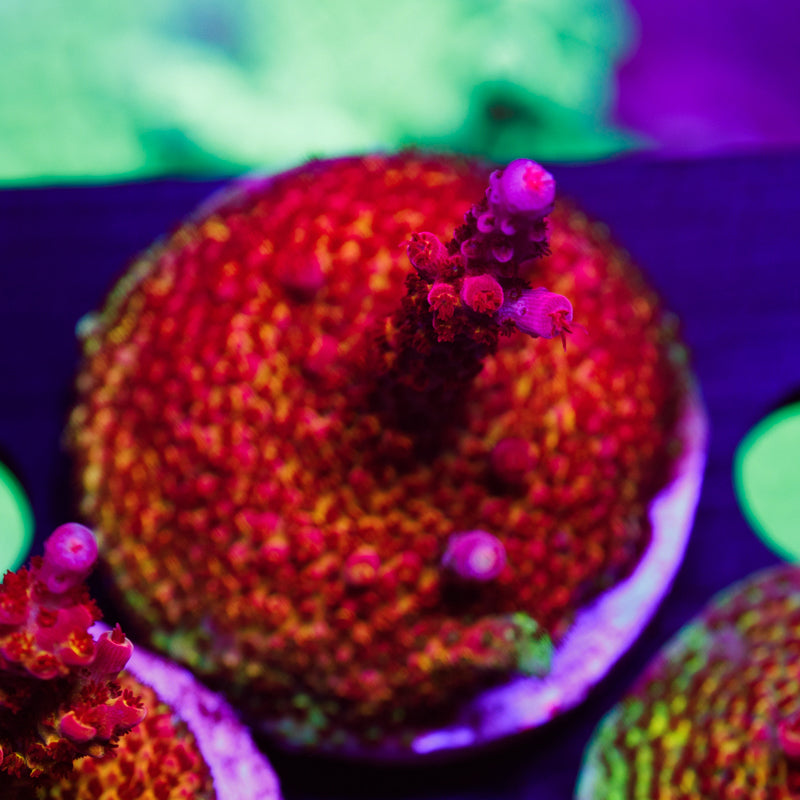 Auction PC Rainbow #2