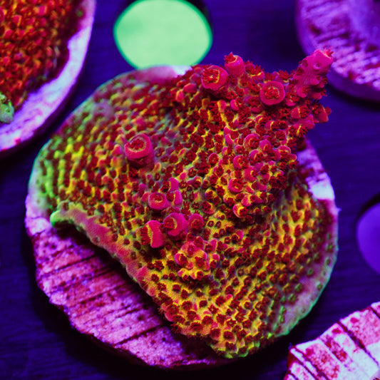 Auction PC Rainbow #3