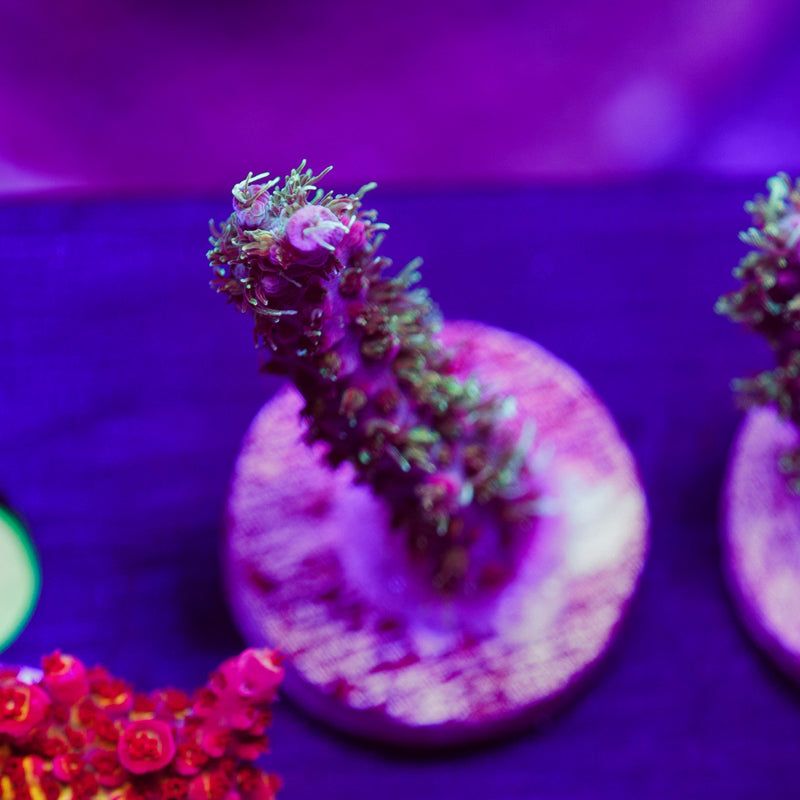 Auction WWC Grizzly Adams #1