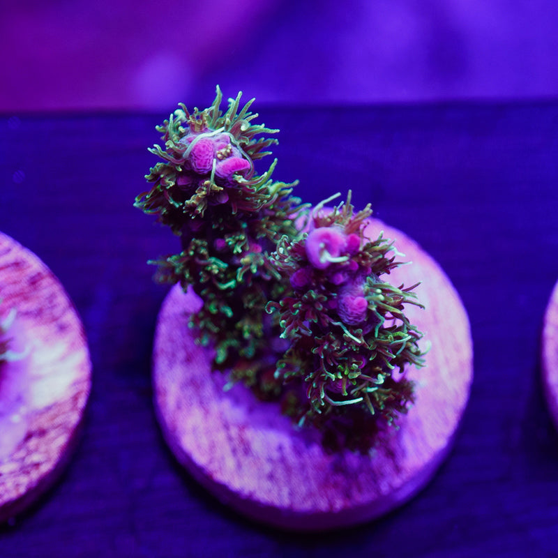 Auction WWC Grizzly Adams #2