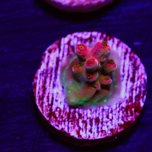 Auction JF Frankies Neophobia #2