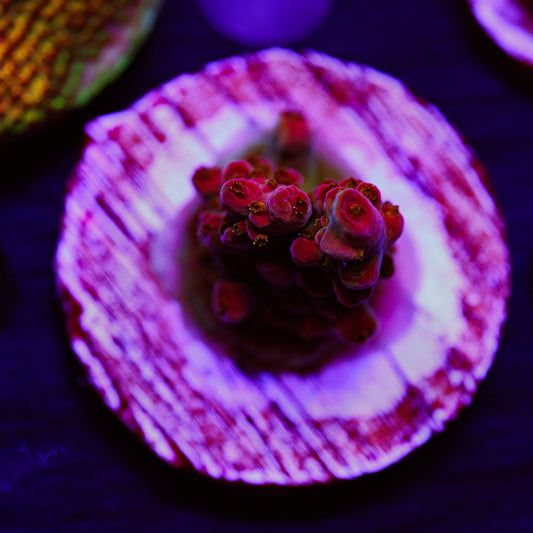 Auction JF Frankies Neophobia #3