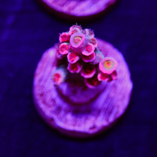 Auction CC Pink Highlighter #2