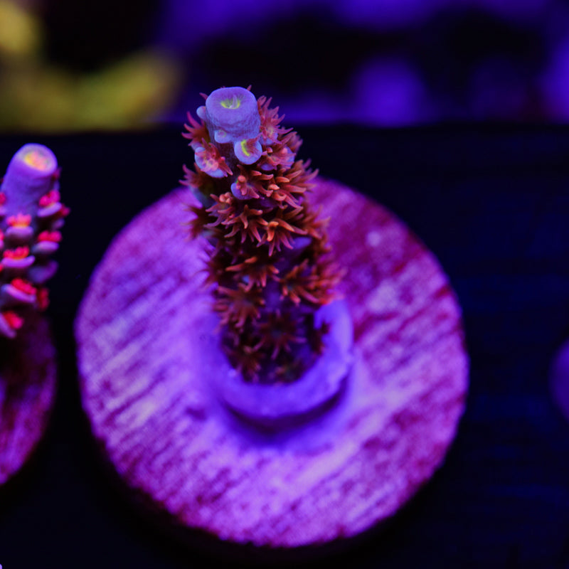 Auction CC Disney Jr. #1