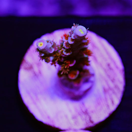 Auction JF Blowtorch #1