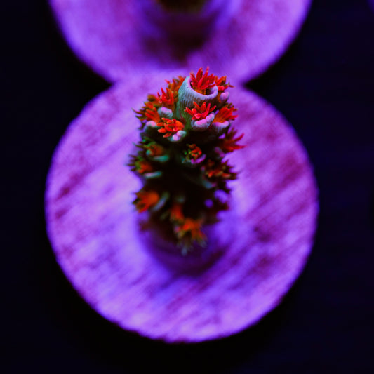 Auction JF Blowtorch #3