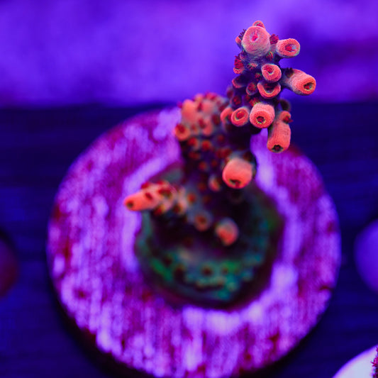 Auction CB Maleficent