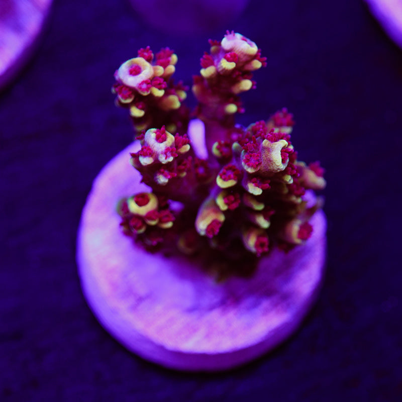 Auction RRC Pink Cadillac #2