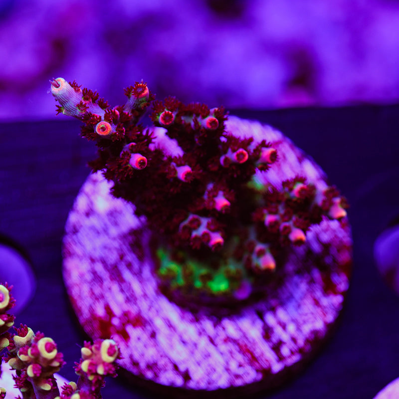 Auction TSA Fruity Pebbles XL