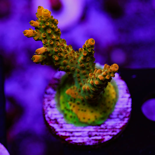 Auction TSA Orange Creamsicle XL #1