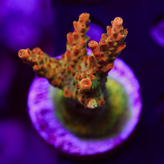 Auction TSA Orange Creamsicle XL #2